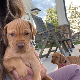 Purple Girl - Golden rust Vizsla puppy in Bluffdale, Utah from Valor Vizsla's