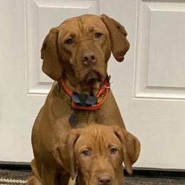 Vizslas from Woller Vizsla's