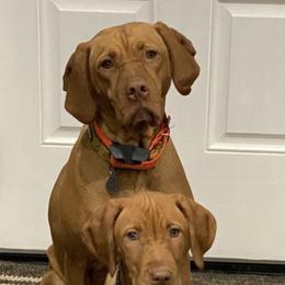 Vizslas from Woller Vizsla's