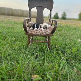 Pembroke Welsh Corgi Puppies from Clearsky Corgis