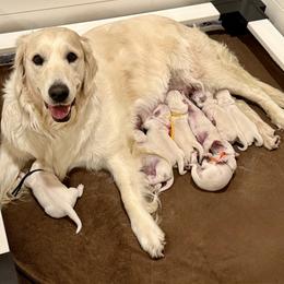 Golden Retriever puppies from Sandia Golden Creams