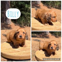Billy - Red male Dachshund puppy in Bald Knob, Arkansas from Victoria’s Dachshunds