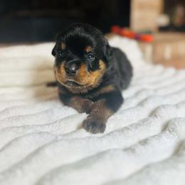 Pink Girl - Black and mahogany female Rottweiler puppy in Humble, Texas from Inexorable Haus Early Rotts