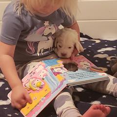 Clumber Spaniel and Irish Red and White Setter Puppies from NyaStar & Chequamegon