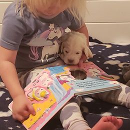 Clumber Spaniel and Irish Red and White Setter Puppies from NyaStar & Chequamegon