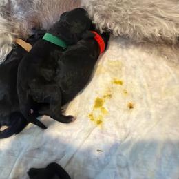 Red - Blue male Bedlington Terrier puppy in San Jose, California from Barbos Heart