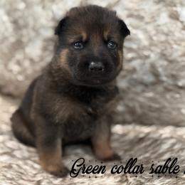 Green collar - Sable male German Shepherd puppy in Canterbury, Connecticut from Nachtwaechter German Shepherds, LLC