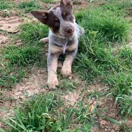 Australian Cattle Dog Puppies from Rising J Cattle Dogs