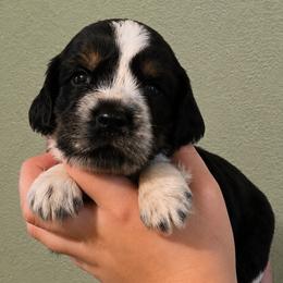 Elvis - Tri-Roan male English Springer Spaniel puppy in Fort White, Florida from Thunderbird Springers