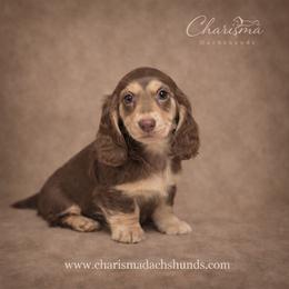 Flurry - Chocolate and cream female Dachshund puppy in Mountainburg, Arkansas from Charisma Dachshunds