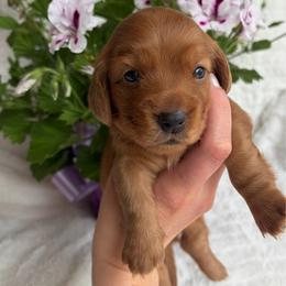 Holly - Red female Dachshund puppy in Granger, Indiana from Woodland Doxies