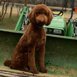 Bentley - Poodle