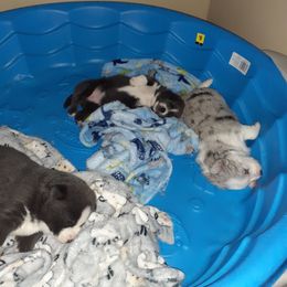 Pomsky Puppies from Ultimate Pomskies LLC