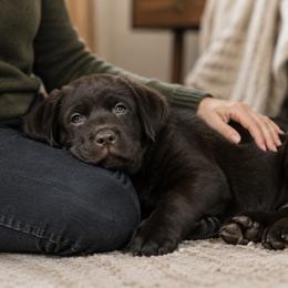 Labrador Retriever Puppies from Meritrust Labradors