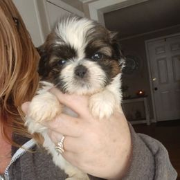 Spot - Red and white male Shih Tzu puppy in Brodnax, Virginia from Kbsshihtzus