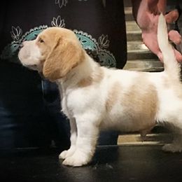 Beagle and German Shepherd Puppies from Synastry Beagles