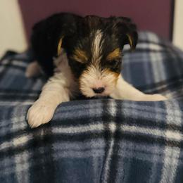 Parti boy 1 - Parti male Yorkshire Terrier puppy in Ohio from Britt n Cindys Yorkshire Terriers