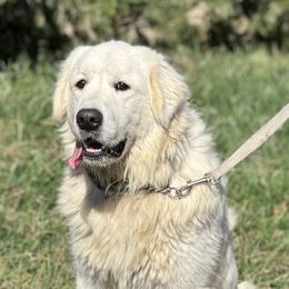 Lenny - Golden Retriever