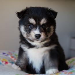 Bernedoodle and Pomsky Puppies from Cottonwood Pomskies and Bernedoodles