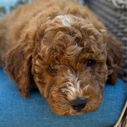Logan - Red  male Goldendoodle puppy in Loveland, Colorado from Littledoodles2love