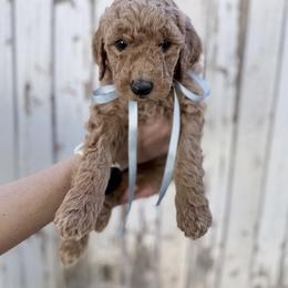 Goldendoodle Puppies from Arizona Darling Doodles