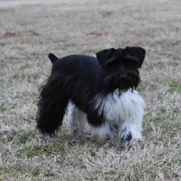 Bonnie - Miniature Schnauzer