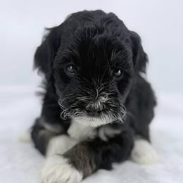 Shimmer - Tri-color female Bernedoodle puppy in La Plata, Maryland from Serenity Creek Doodles