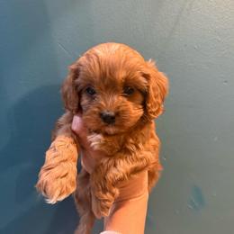 Mocha - Red male Cavapoo puppy in River Falls, Wisconsin from Dottie's Doodles