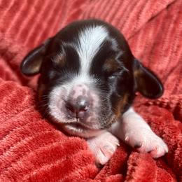 Number 1 - Black white and tan male English Springer Spaniel puppy in Natural Bridge, Virginia from Sara's English Springer Spaniels