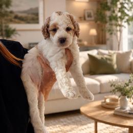 Ember - Yellow and white female Bernedoodle puppy in Santa Barbara, California from K+C Doodles