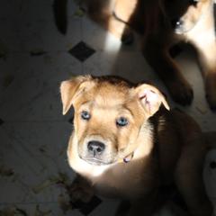 Carolina Dog Puppies from Williams Sweet Carolina