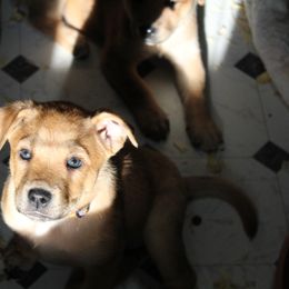 Carolina Dog Puppies from Williams Sweet Carolina