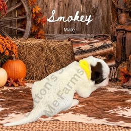 Smokey - Red speckled male Australian Cattle Dog puppy in Oronogo, Missouri from Dutton's Show Me Farms