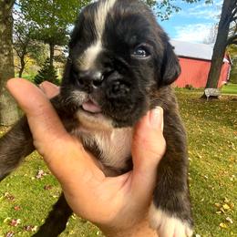 Brindle boy 2 - Brindle male Boxer puppy in Plainwell, Michigan from Hope's Beautiful Boxers