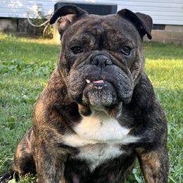 Sace - Bulldog