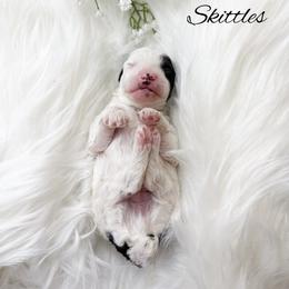 Skittles - Parti male Poodle puppy in from Pink Poodles and Doodles