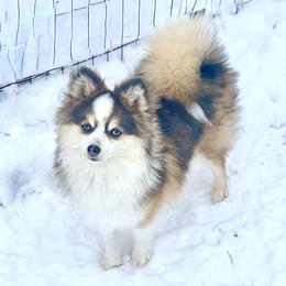 Boo - Pomsky