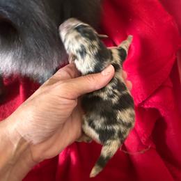 Bluey - Blue merle male Pomeranian puppy in Somerset, Kentucky from Perez Pomeranians