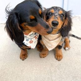 Dachshund Puppies from Linda B’s Dachshunds