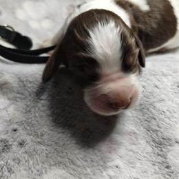Bolete (black) - Liver white and tan male English Springer Spaniel puppy in Redding, California from Springer's Journey Spaniels California