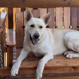 Trouper - White male German Shepherd puppy in Nucla, Utah from Lone Cone Kennels