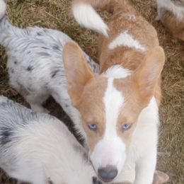 Fethan Dune - American Corgi puppy from Faery Mount Farm