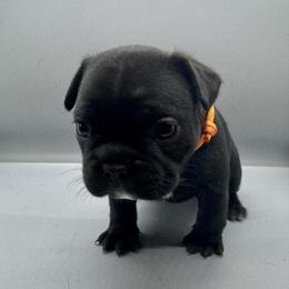 Fancé - Black female French Bulldog puppy in Raleigh, North Carolina from DREYCs Frenchies