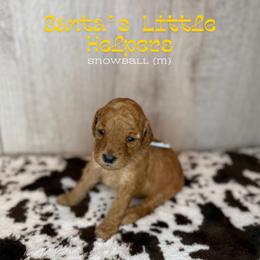 Snowball - Apricot male Goldendoodle puppy in Houston, Texas from Golden Life Doodles