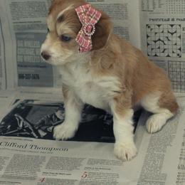 Amélie - Red and white female Pomsky puppy in Harrington, Delaware from Nini Sunflowers