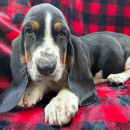 Yvonne - Black tan and white female Basset Hound puppy in Cleveland, Tennessee from Smokey Mtn Bassets