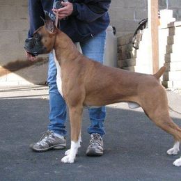 Dusty - Boxer