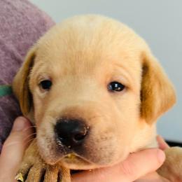 Ocean - Yellow male Labrador Retriever puppy in Rock Hill, South Carolina from North Star Retrievers