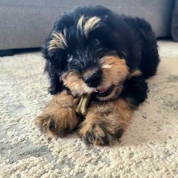 Bernedoodles, Bernese Mountain Dogs, and Goldendoodles from Stony Meadow Puppies