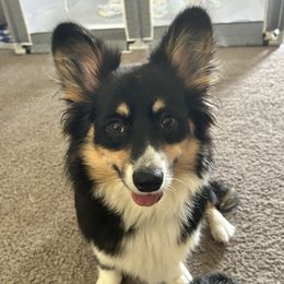 Raven - Pembroke Welsh Corgi